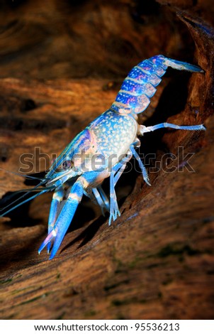 Australian Crawfish
