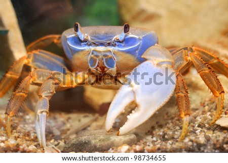 Rainbow crab Cardisoma armatum in aquarium