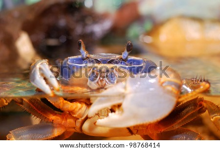 Rainbow crab Cardisoma armatum in aquarium