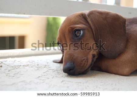 Dachshund puppy wiener dog