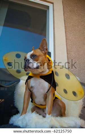 Boston terrier in bee costume