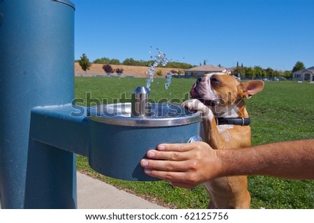 Boston terrier drinking water at the park