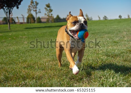 brown boston terrier dog running with ball in mouth