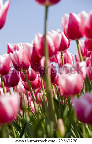 Red & White tulips from Holland