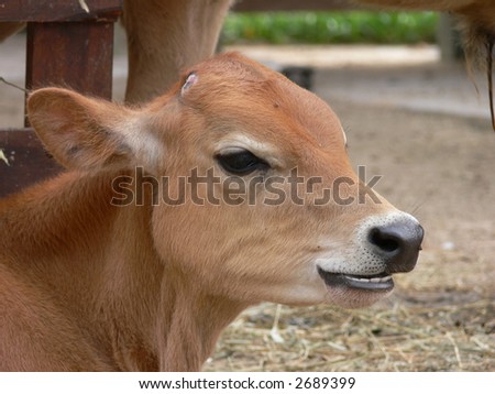 baby cow portrait at an argentina farm
