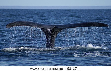 tail fin of a whale emerging from the sea