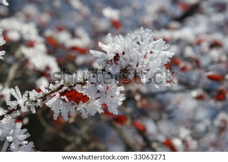 Beautiful ice forms around the leaves of a tree