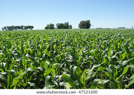 Nice corn field from the Pampas in Argentina