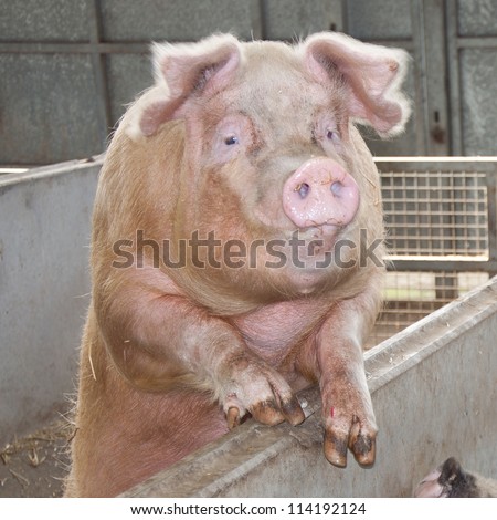 Pig waiting for food in a pigsty