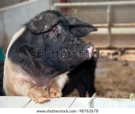 British saddleback pig waiting for food in a pigsty