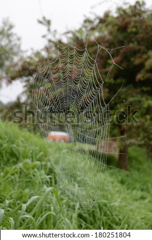 A spider web covered in dew drops