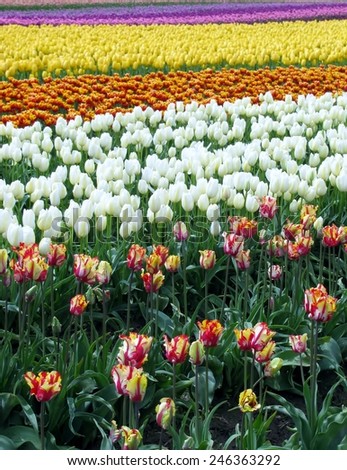 Tulip field at Skagit Tulip Festival in Washington