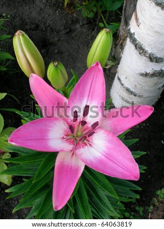 Bright pink asiatic lily