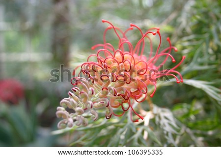 Curly Flower