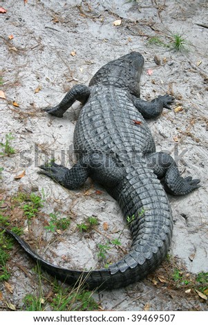 Alligator from the swamp