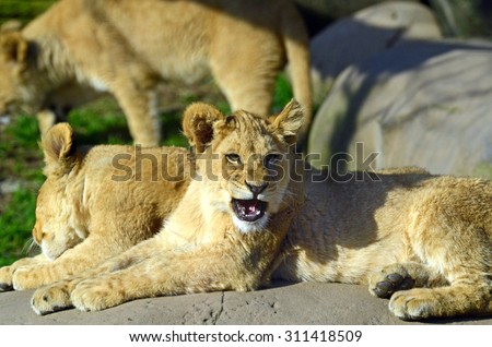 Baby Lion Roar