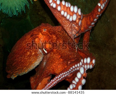 octopus suction