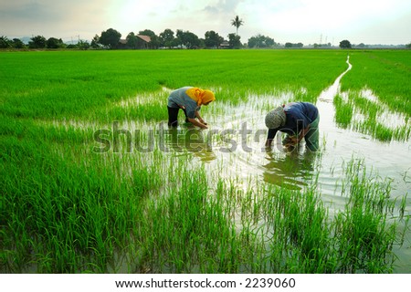stock photo : Two women working in paddy field