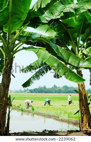 Farmers working in paddy field