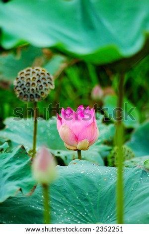 Beautiful pink lotus flower, seeds and leaves in pond. Lotus is also a symbol of Buddhism.