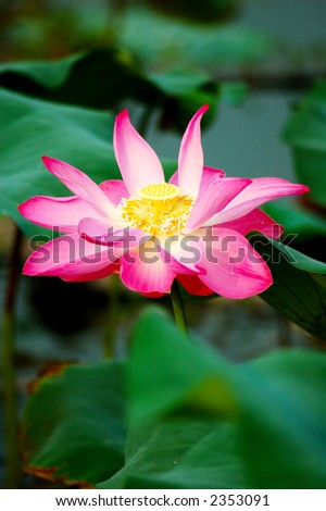 A beautiful pink lotus flower and leaves. Lotus is also a symbol of Buddhism.