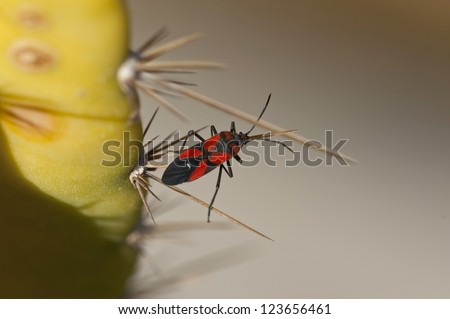 Box-elder Bug on an Arizona Cactus