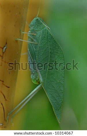 Green Leaf Bug