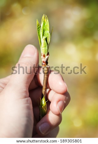 Human hand protecting bud plant
