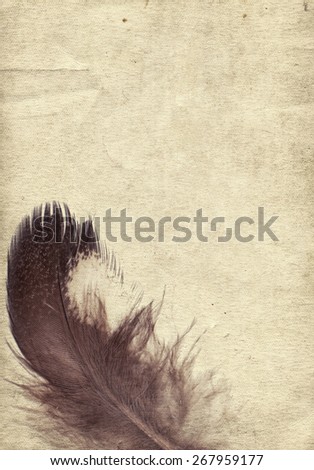 Old vintage paper texture background with dark feather