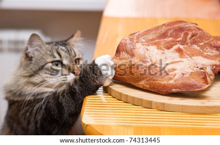 Cat steals piece of meat from the kitchen table