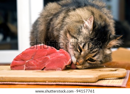 Cat licking piece of meat