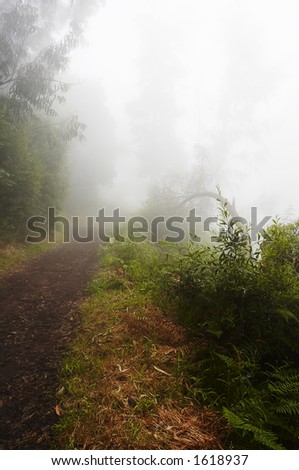 Foggy path on the mountains