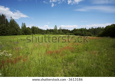 Old field (meadow) full of flower and grass on beautiful summer day.