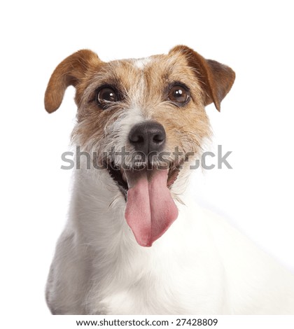 isolated jack russell terrier over white background isolated jack russell terrier over white background
