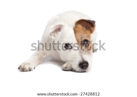 Smiling Jack Russell