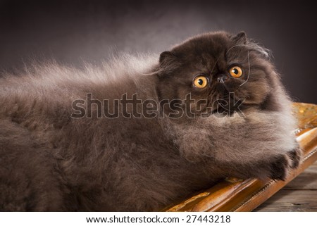 Long haired persian cat on the table