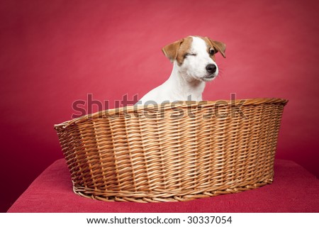 cute jack russell terrier dog sitting in wicker basket over red background and winking eye