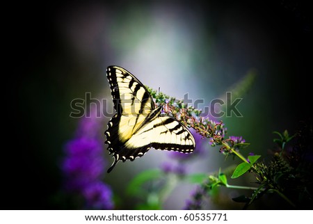 A Tiger Swallowtail Butterfly resting on a butterfly bush