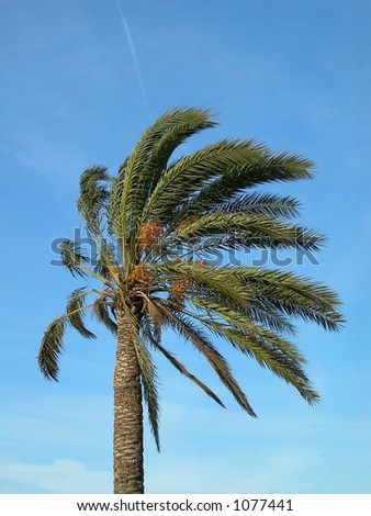 Windy Palm Tree