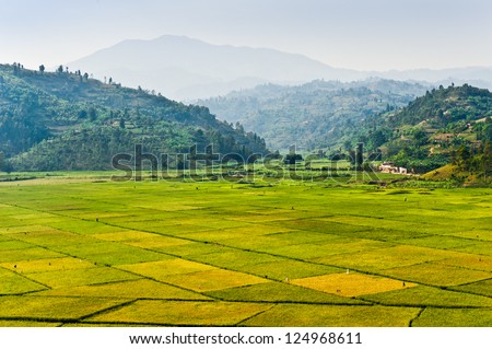 Rice being harvested in fields, Rwanda, Africa.