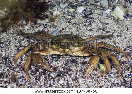 Grass Crab (Carcinus aestuarii) on the background of sand. Black Sea.