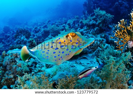 Bluespotted ribbontail ray (Taeniura lymma) swim in the Red Sea, Egypt.