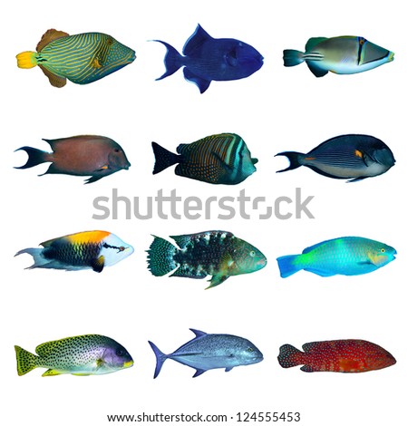 Tropical Fish Collection On White Background.