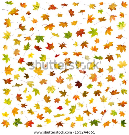 Falling autumn maple leaves, isolated on white background.