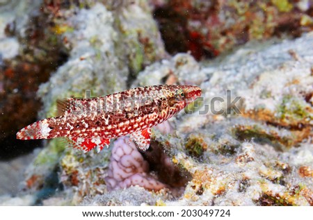 Mental wrasse (Oxycheilinus mentalis) in the Red Sea, Egypt.