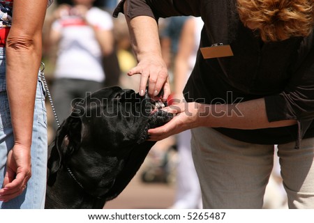 judge inspecting a dog`s teeth at dog competition