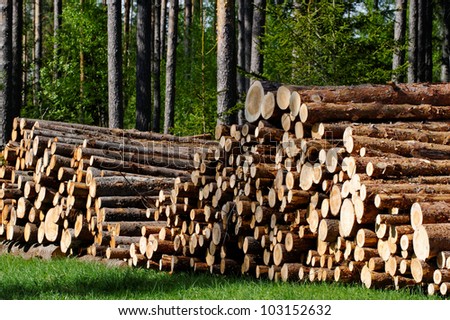 Pine timber, ready for transport from forest