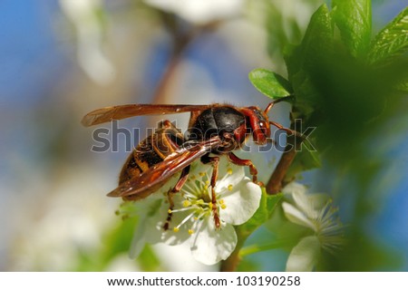 Wasp collecting nectar and pollen on cherry flowers