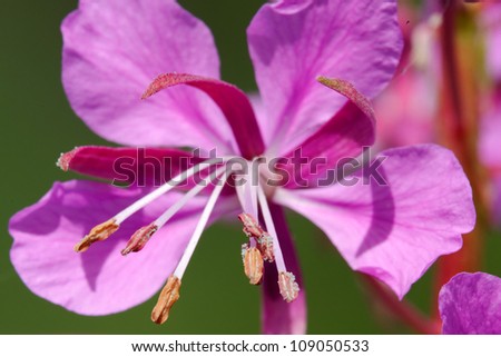 Willowherb (Epilobium) is a genus in the family Onagraceae, containing about 160-200 species of flowering plants with a worldwide distribution.