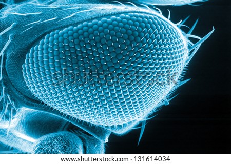 Eye of a fruit fly, Drosophila melanogaster, scanning electron microscopy